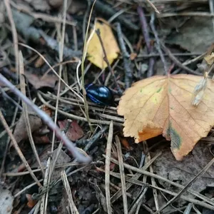 Podkład V2018